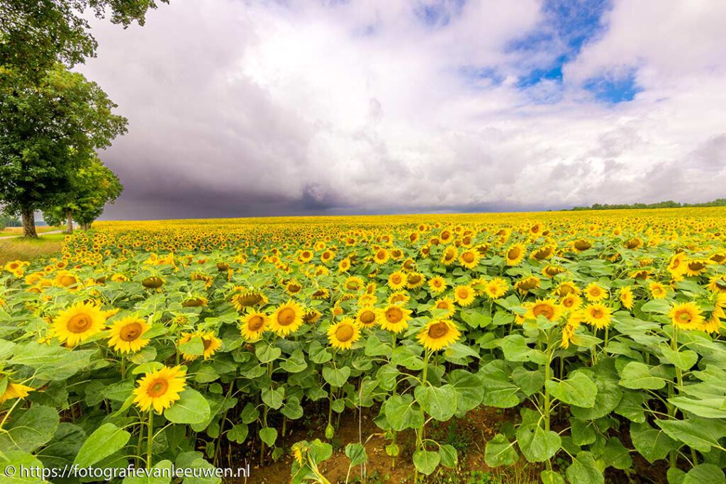 zonnebloemen-fotoverkoop