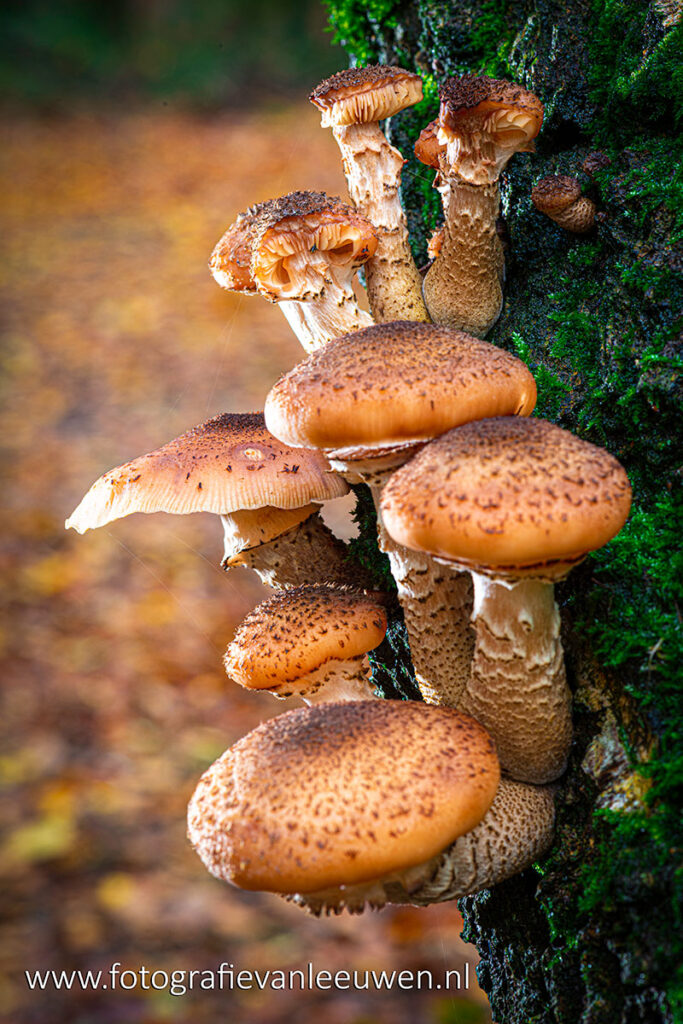 fotoverkoop-werk aan de muur